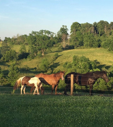 Screen Shot 2019-04-03 at 11.17.20 AM.png